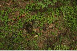 Photo Textures of Forest